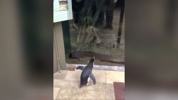 shedd aquarium penguin trnd