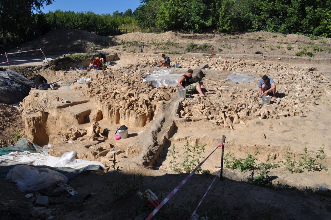 The wealth of bones used to construct the site are visible during excavation.