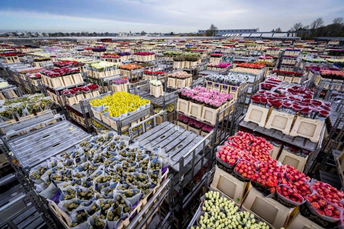 Flowers are stored prior to their destruction at a flower auction in Aalsmeer, Netherlands. Lower demand threatened the Dutch horticultural sector, forcing the destruction of products.