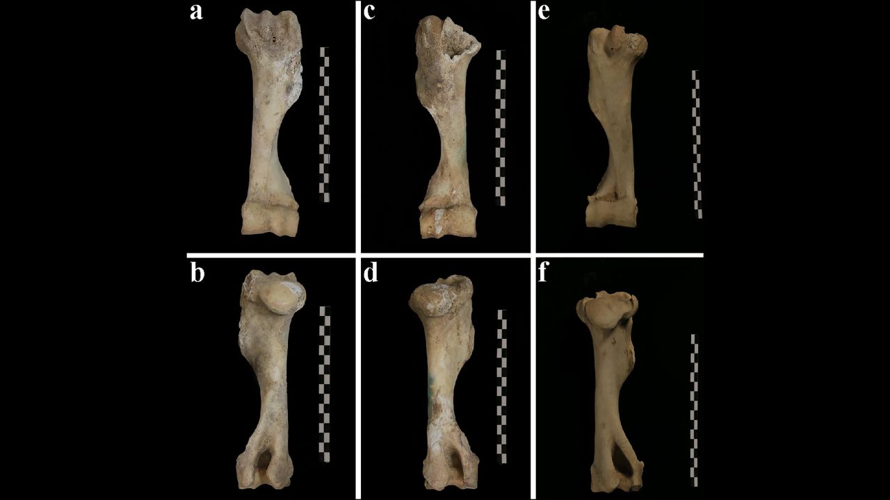 The leg bones of the donkeys in her tomb revealed strain from running and turning.