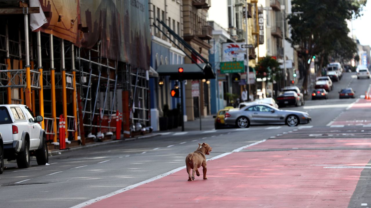A dog roamed an almost empty Geary Boulevard in San Francisco Tuesday.