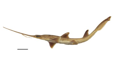 Sawsharks can reach up to about 1.5 metres in length and have a long snout edged with sharp teeth.