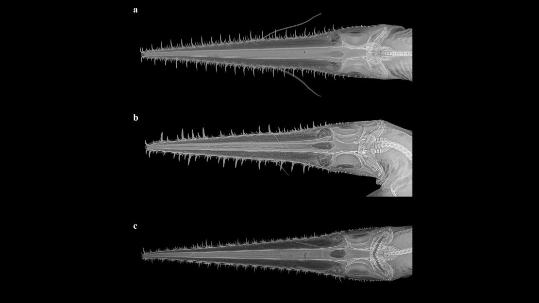The sharks have bizarre-looking snouts.