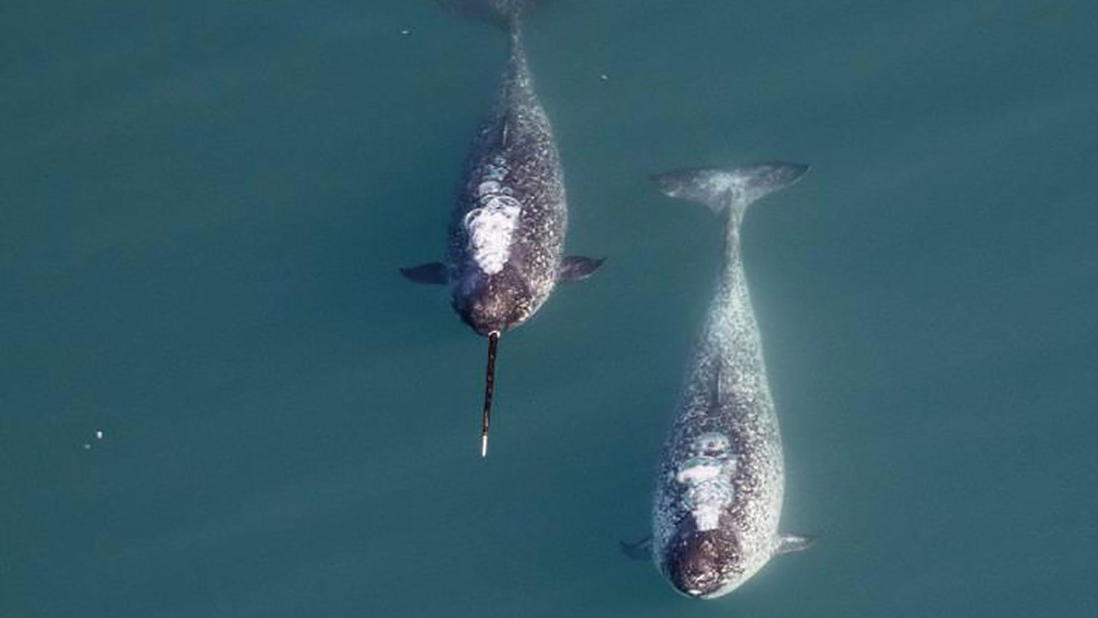 The tusks of male narwhals can grow up to 8 feet long. 