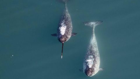 The tusks of male narwhals can grow up to 8 feet long. 