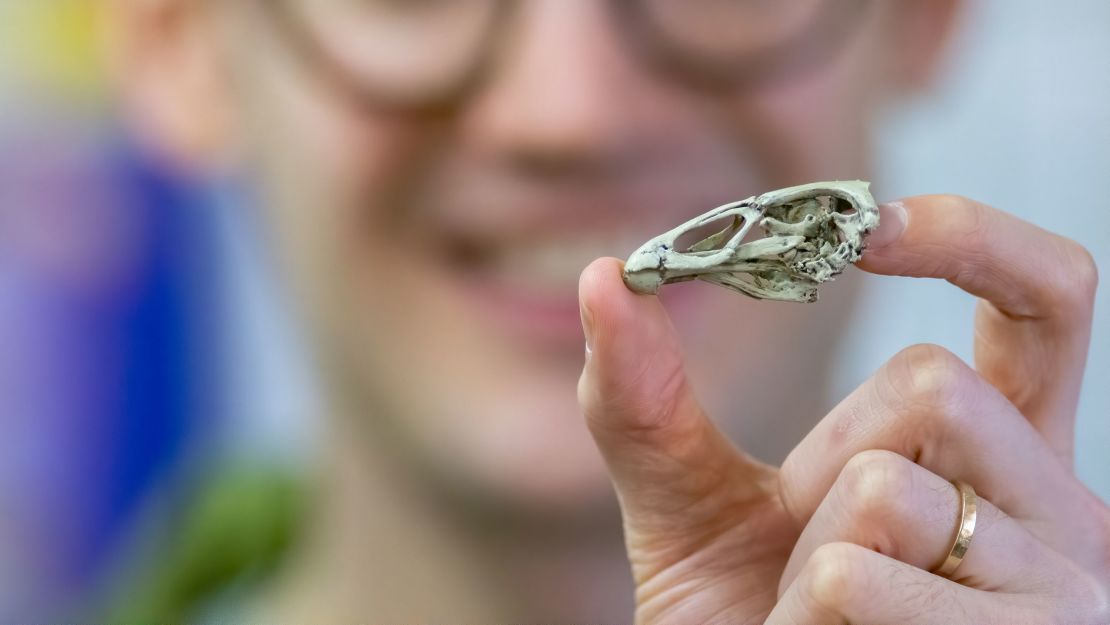 Researcher Daniel Field holds a 3D print of the Wonderchicken skull.