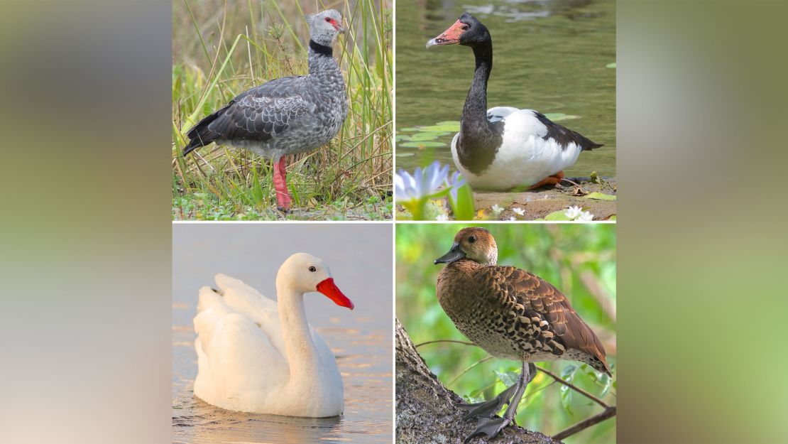 Here are the living representatives of duck-like birds. Clock-wise from upper left: Southern Screamer (Anhimidae), Magpie Goose (Anseranatidae), West Indian Whistling Duck (Anatidae), Coscoroba Swan (Anatidae). 
