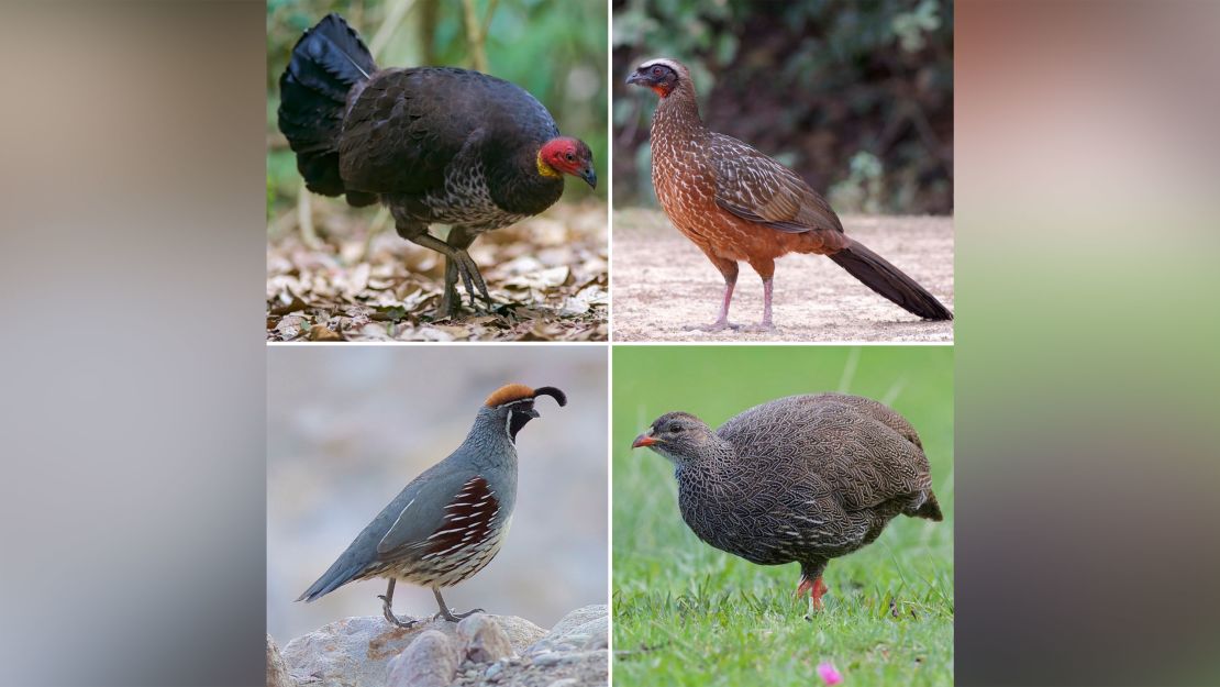 These are the living representatives of chicken-like birds. Clock-wise from upper left: Australian Brush-turkey (Megapodiidae), Chestnut-bellied Guan (Cracidae), Cape Francolin (Phasianidae), GambelÕs Quail (Odontophoridae).