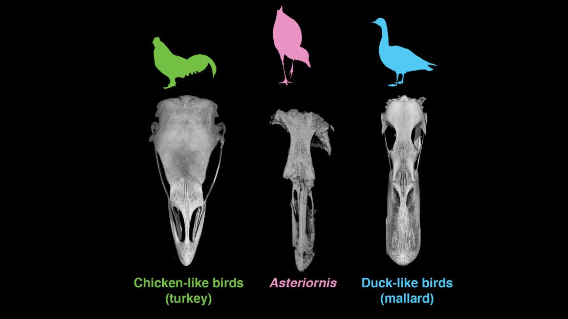 This is a comparison of the skulls of a turkey, a mallard and the fossil Asteriornis maastrichtensis, in top view. 