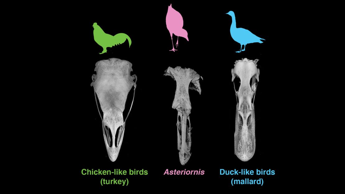This is a comparison of the skulls of a turkey, a mallard and the fossil Asteriornis maastrichtensis, in top view.