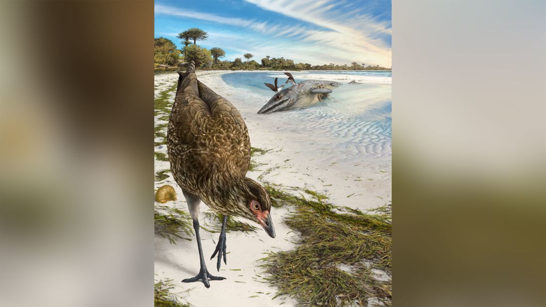 This is an artist's illustration of the world's oldest modern bird, Asteriornis maastrichtensis, in its original environment. Parts of Belgium were covered by a shallow sea, and conditions were similar to modern tropical beaches like The Bahamas 66.7 million years ago. 