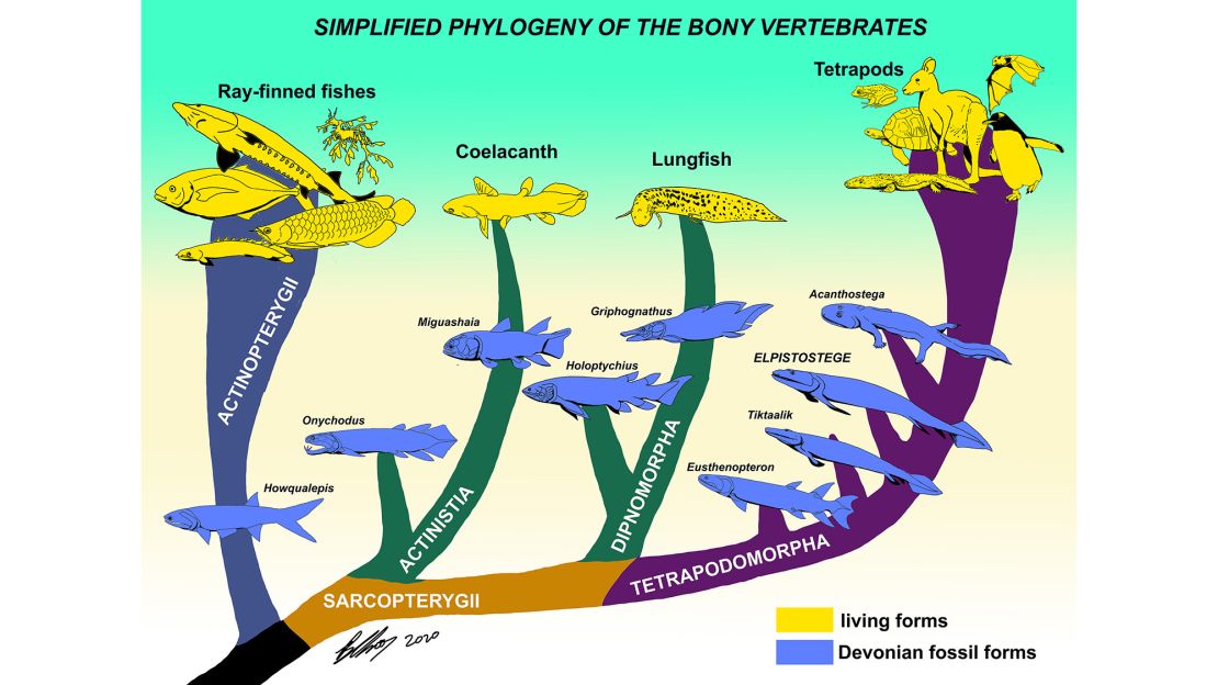 This tree shows the different branches of evolution as creatures transitioned from sea to land.