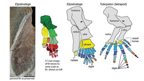 The researchers analyzed the fin to determine its skeletal structure.