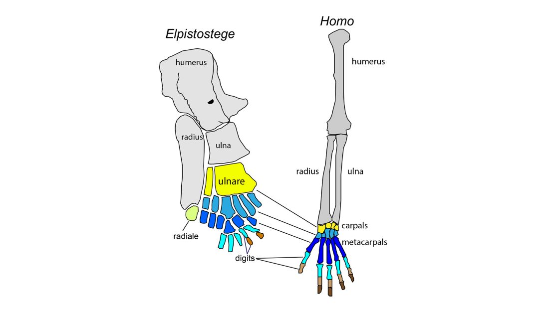 A comparison of the fish skeleton and a human skeleton show the similarities.