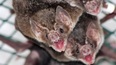 Blood is the diet of vampire bats, leaf-nosed bats native to the Americas.