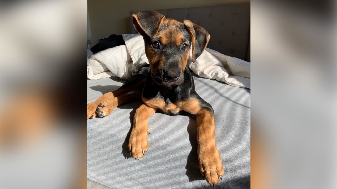 Riesling, a hound mix basking in the sun at her foster mom's home