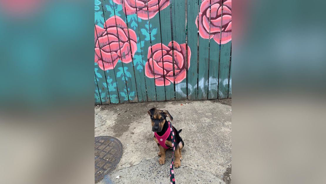 Homes for pets are in urgent need as coronavirus shuts down animal