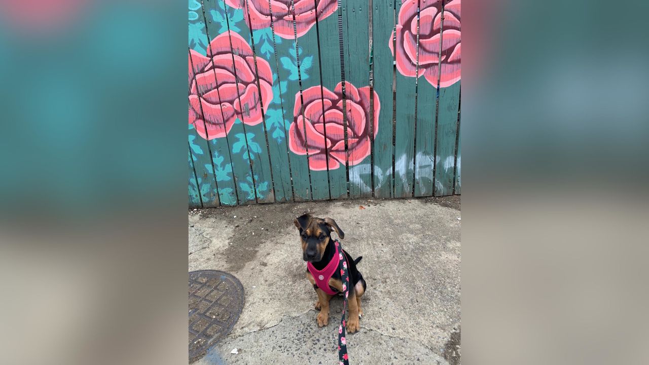 02 animal shelters closing coronavirus