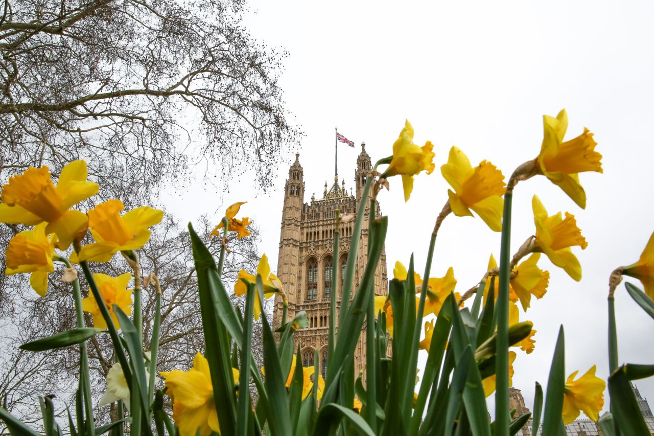 Daffodils almost glow during spring equinox 2019 in Victoria Gardens in London.