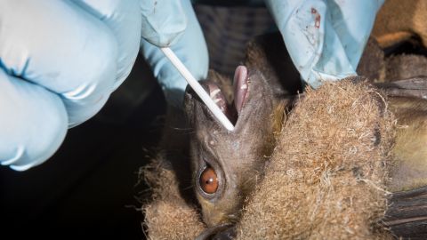 Bats are a possible source of the coronavirus, but some scientists say humans are to blame for the spread of the disease.
