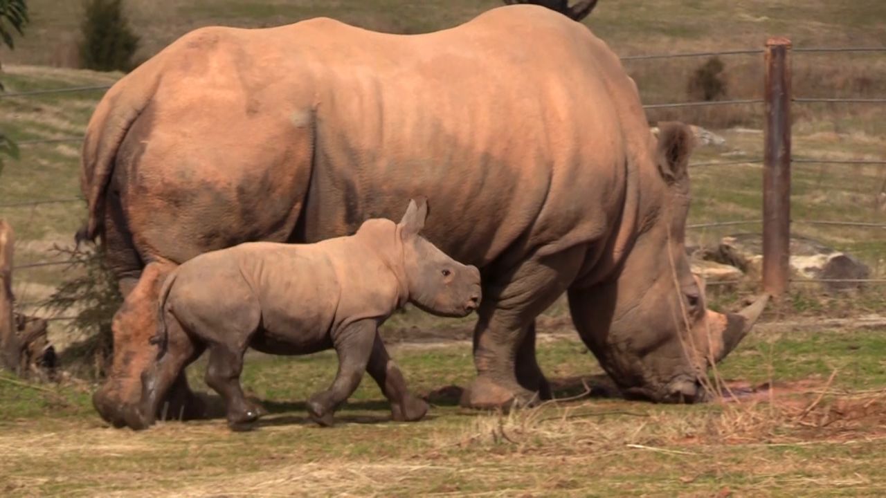 Mguu, a baby rhino at the North Carolina zoo, was born on January 5, 2020. 