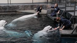 The animal care team feed and work on enrichment activities with the belugas at the Georgia Aquarium.