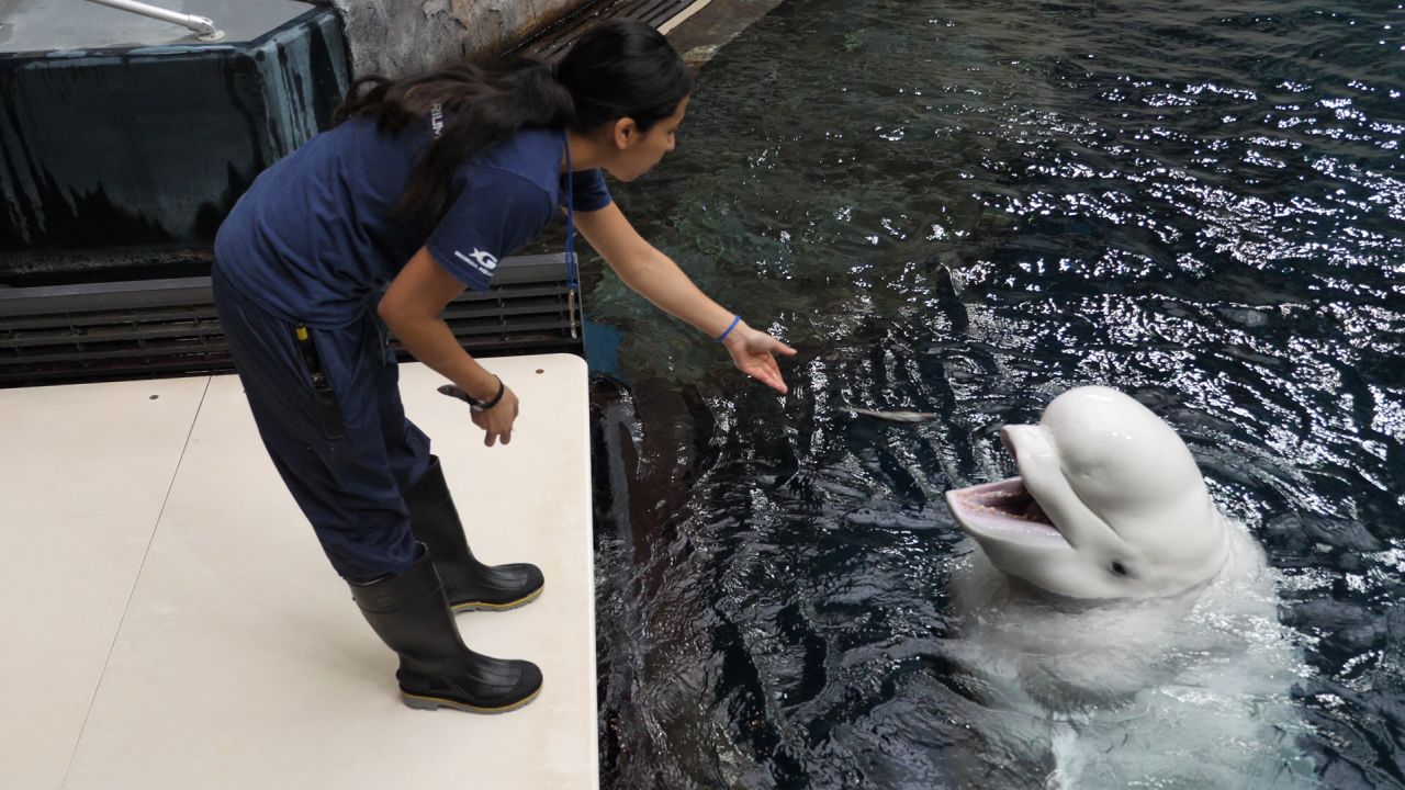 Elizabeth Sadtler, Senior Trainer of Mammals & Birds, works on enrichment activities with Imaq. 