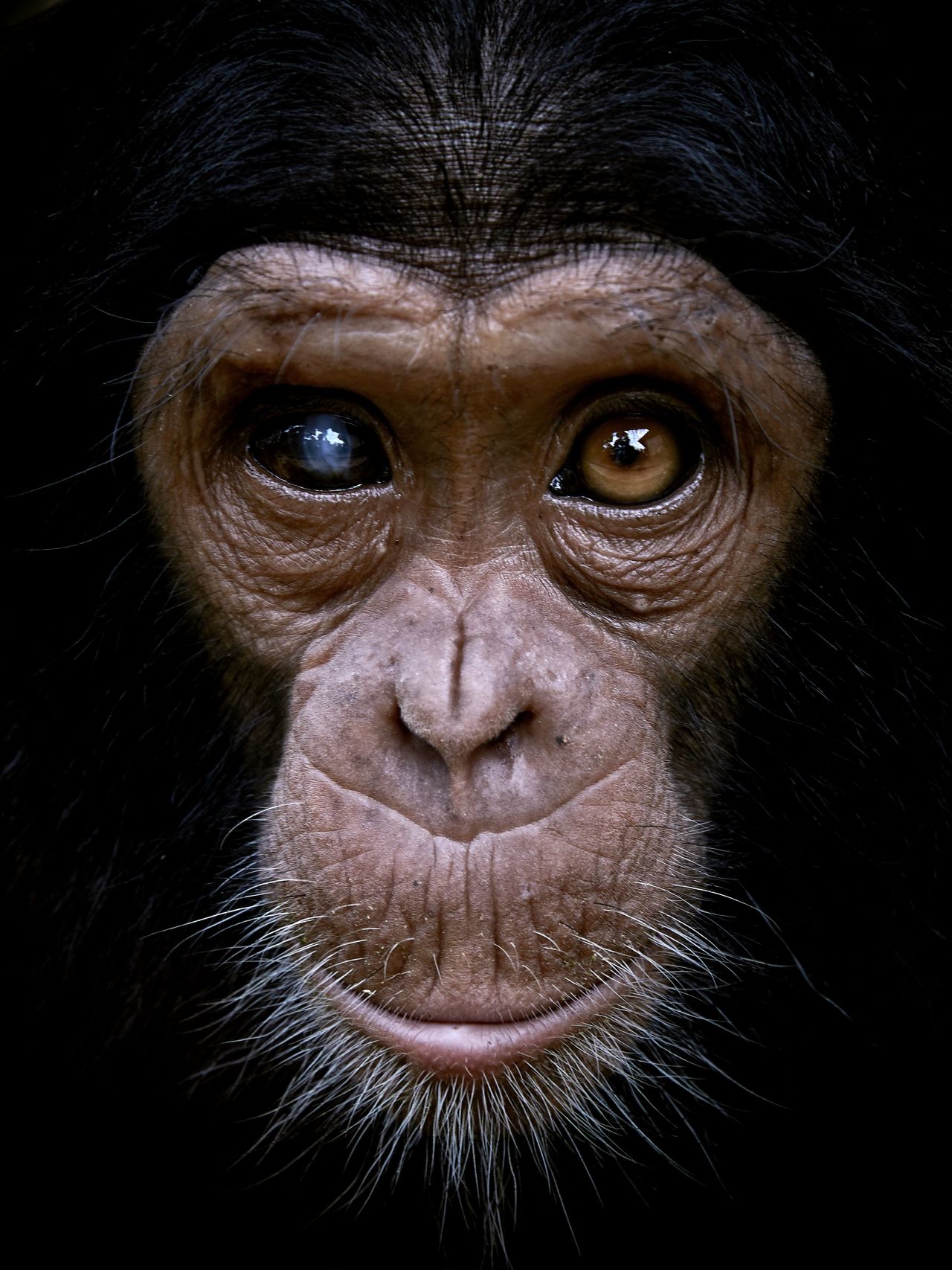 Felix, a baby chimpanzee with sight issues, was recently rescued from poachers in the Democratic Republic of Congo.