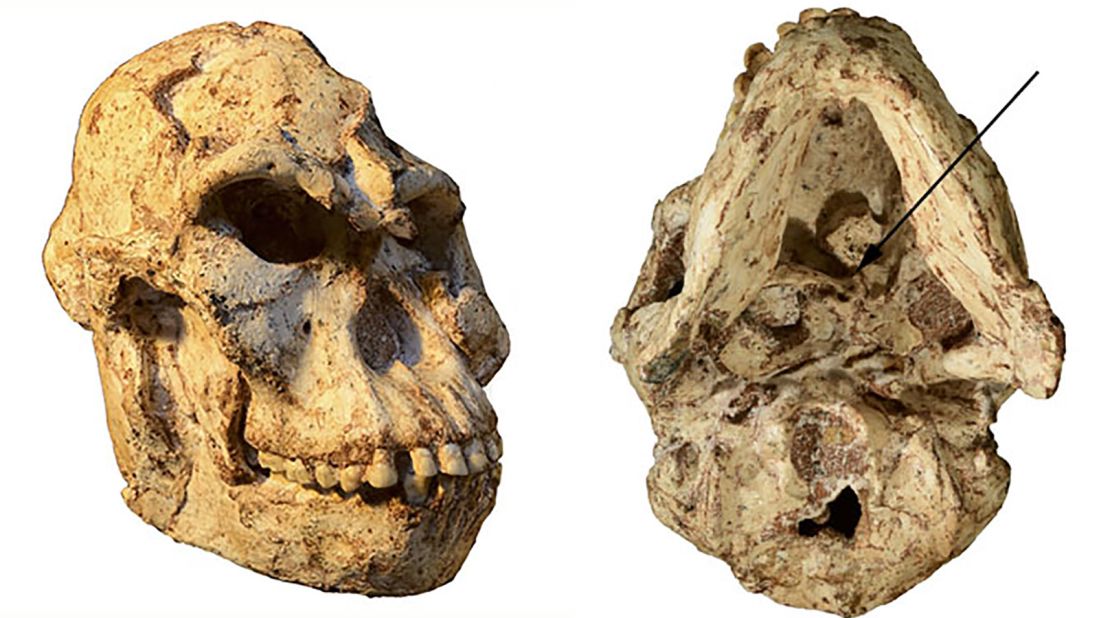 This is the 3.67-million-year-old 'Little Foot' skull. The view from the bottom (right) shows the original position of the first cervical vertebra, which tells us about her head movements and blood flow to the brain.