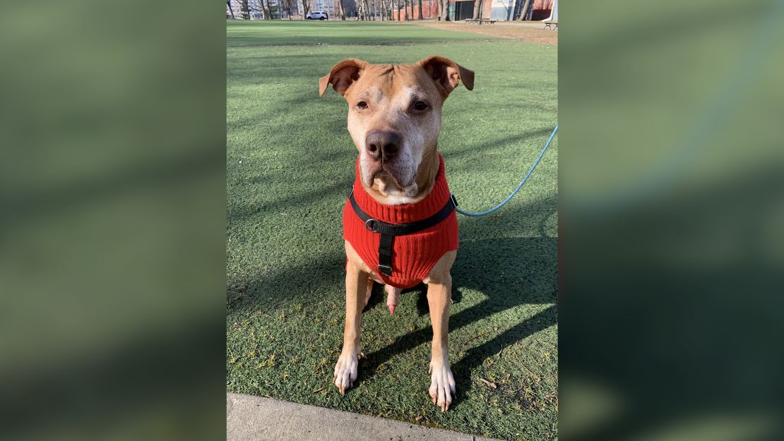 Kendrick is a dog currently available to be fostered in NYC.