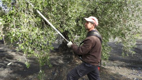 Olive farmers just managed to get their harvest finished before coronavirus struck Spain.
