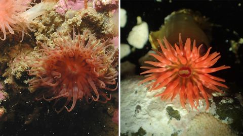 Left: Isoparactis fabiani, a sea anemone first described in 2008 and named after Häussermann's son Fabian. Right: Isoparactis fionae, a sea anemone first described in 2013 and named after Häussermann's daughter Fiona.