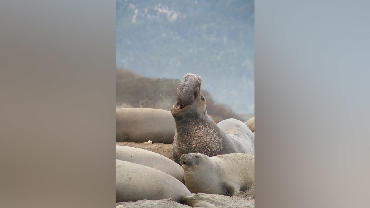 A male elephant seal, surrounded by his harem, emits a cry to mark his territory. Elephant seals are one of the species in which females outlive males.