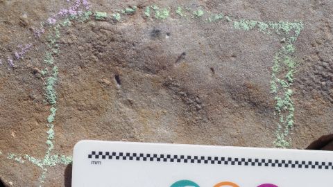 Burrows were found in stone that belonged to a tiny creature who lived billions of years ago.