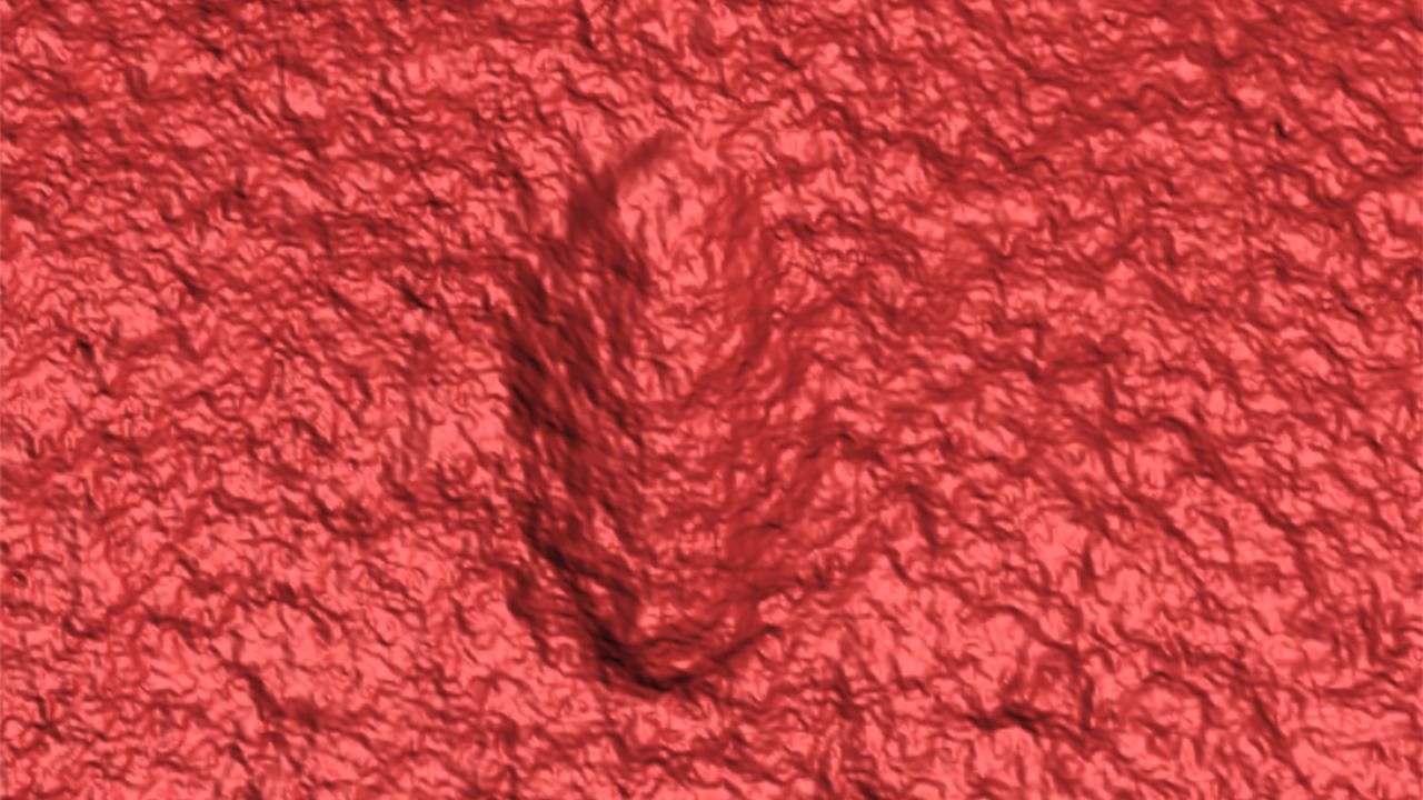 A 3D scan revealed the shape and characteristics of the creature that made the burrows.