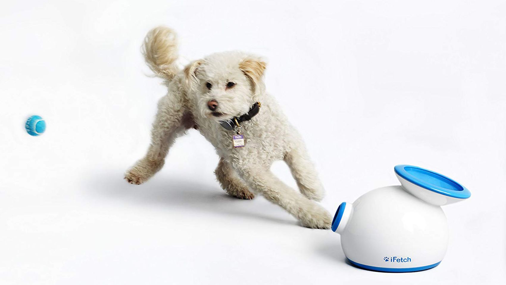 The Best Toys to Keep Your Dog Busy All Day — Nitro Pet Express