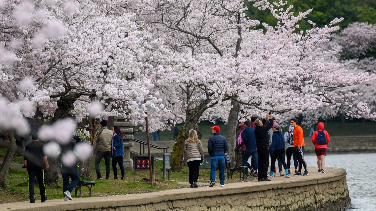 People visit the Tidal Basin to see this year's cherry blossoms on March 21, 2020 in Washington.