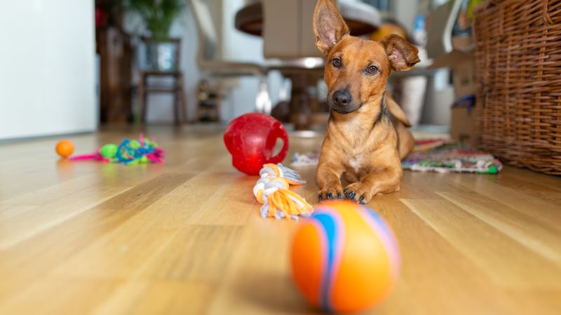 Pet toys on sale and treats