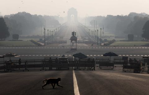 A monkey crosses the road near India's Presidential Palace in New Delhi on March 22.