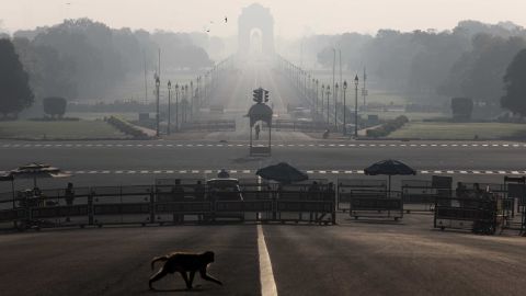A monkey crosses the road near India's Presidential Palace in New Delhi on March 22.