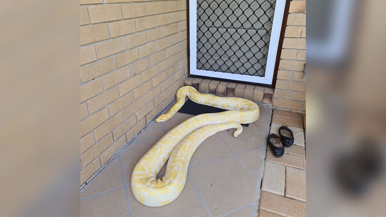 Australian woman finds huge Burmese python on her porch | CNN