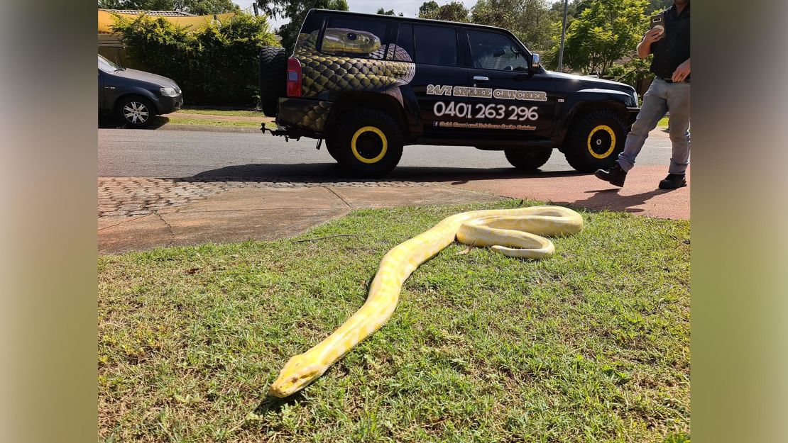 https://media.cnn.com/api/v1/images/stellar/prod/200324112705-02-australia-burmese-python-porch-scli-intl.jpg?q=w_1110,c_fill