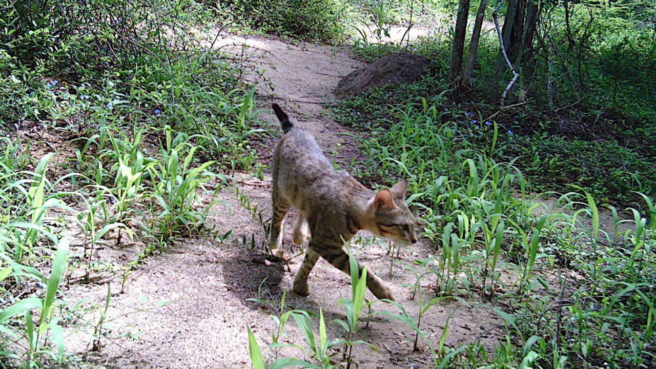 A forest cat is seen on a camera trap in Madagascar's Bezà Mahafaly Special Reserve. 
