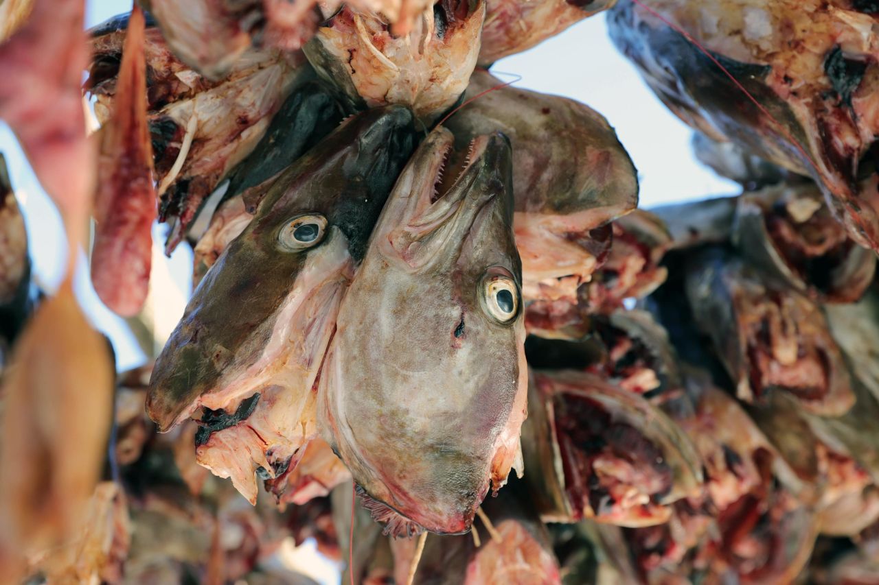 Cod heads, their tongues already cut out by the children, hang to dry on wooden racks in Henningsvær.