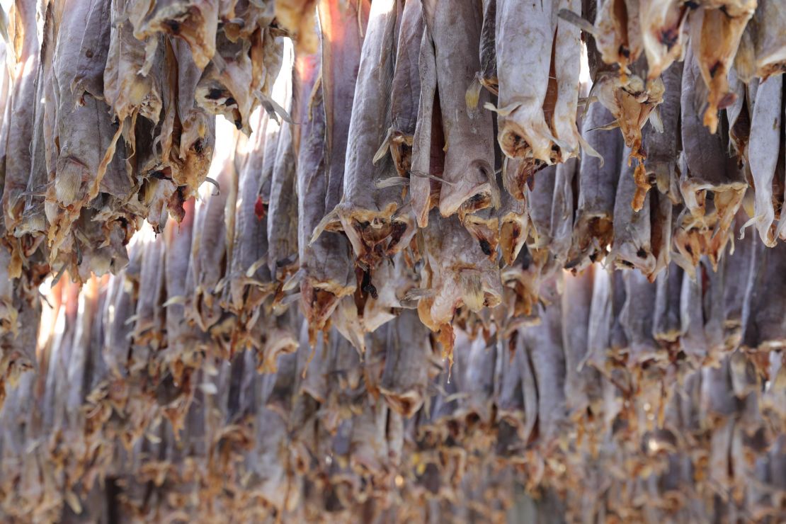 Skrei, a migratory Arctic cod, hangs to dry on wooden racks in Henningsvær.