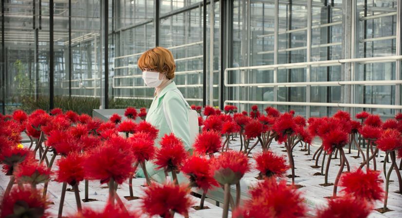 <strong>"Little Joe"</strong>: Alice (Emily Beecham), a single mother and dedicated senior plant breeder at a corporation engaged in developing new species. She engineers a special crimson flower, remarkable not only for its beauty but also because this plant makes its owner happy. Against company policy, Alice takes one home as a gift for her teenage son, Joe. They christen it 'Little Joe.' But as their plant grows, so too does Alice's suspicion that her new creation may not be as harmless as its nickname suggests. <strong>(Hulu) </strong>