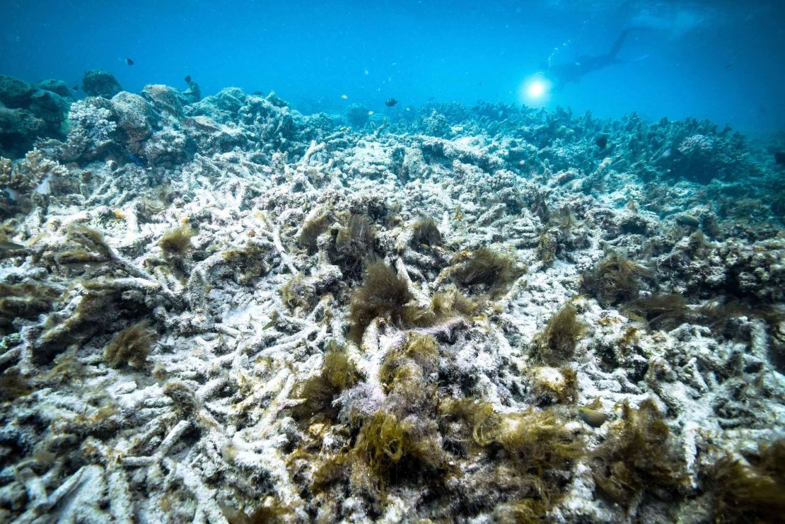 A file photo taken in October 2016 shows coral bleaching on the Great Barrier Reef in Australia. Scientists say that another mass bleaching event has occurred in 2020.