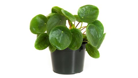 United Nursery Pilea Peperomioides