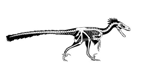 An outline of Dineobellator shows its dynamic skeletal structure. Externally, it was covered in feathers.