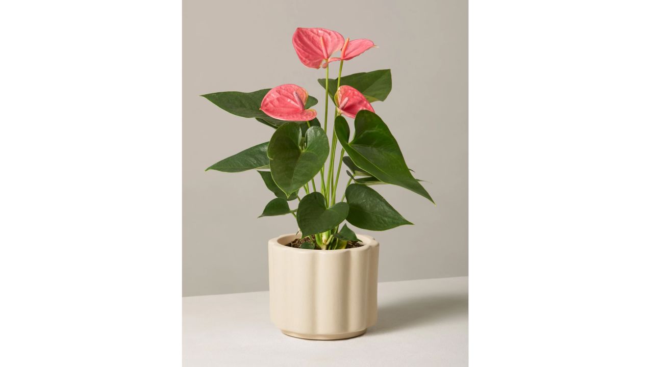 Pink Anthurium